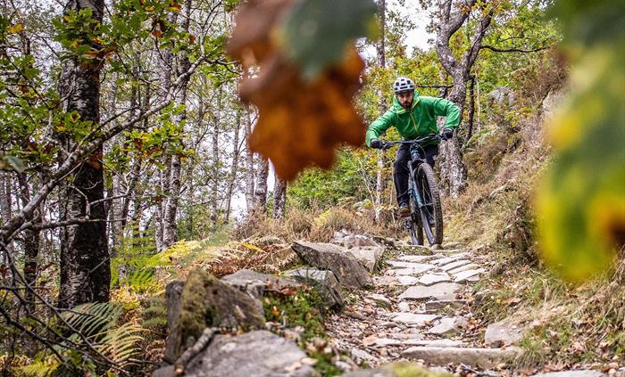 Autumn Coed y Brenin